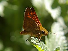 Woodland Skipper